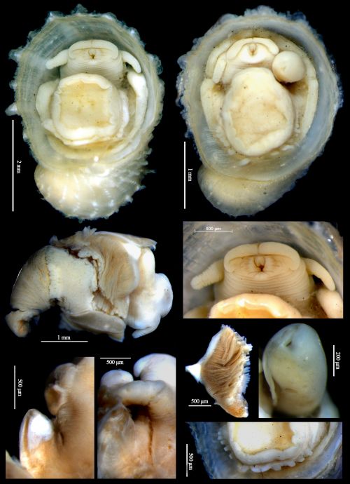 馬努斯片臍螺(新屬新種)的軟體部分