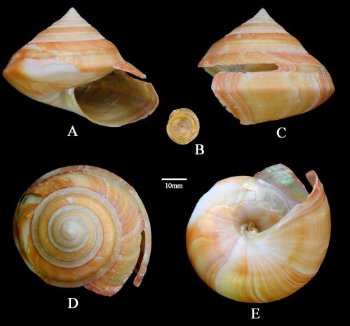 精致翁戎螺(新種正模)