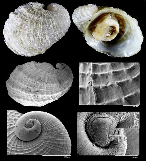 馬努斯片臍螺(新屬新種)的貝殼