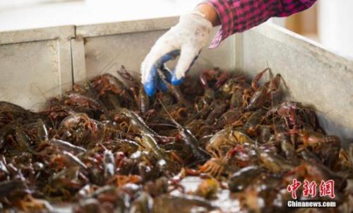 資料圖:養(yǎng)殖戶在捕撈小龍蝦。傅建斌 攝
