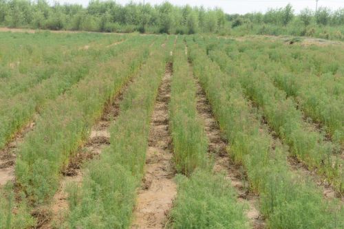 東營基地茁壯生長的鹽地堿蓬