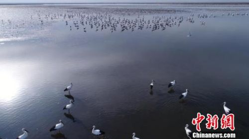 <p>600多只東方白鸛在莫莫格濕地停留覓食 李軍俊 攝</p>
