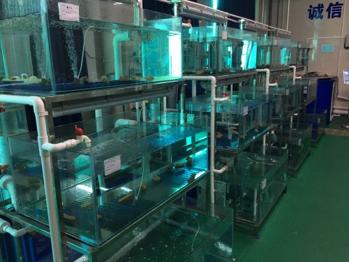 中科院海洋研究所養殖行為實驗室5