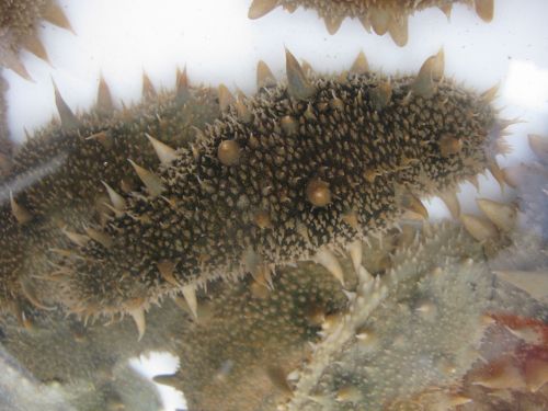 全基因組精細參考圖譜繪制用的仿刺參