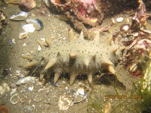 全基因組精細參考圖譜繪制用的仿刺參3