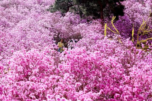 杜鵑花會(huì)  王培珂攝影 (3)