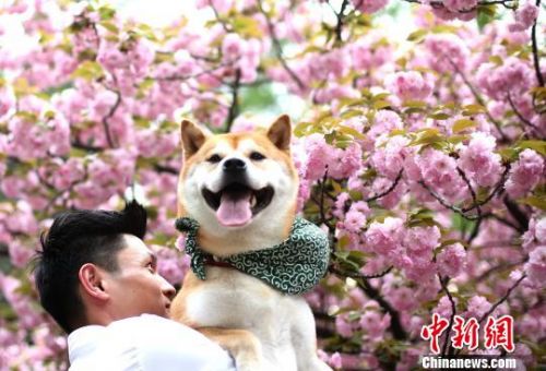 中科大櫻花綻放萬人涌入&ldquo;櫻花大道&rdquo;