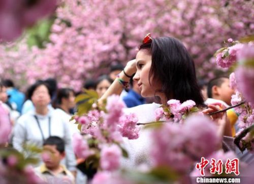 中科大櫻花綻放 萬人涌入&ldquo;櫻花大道&rdquo;