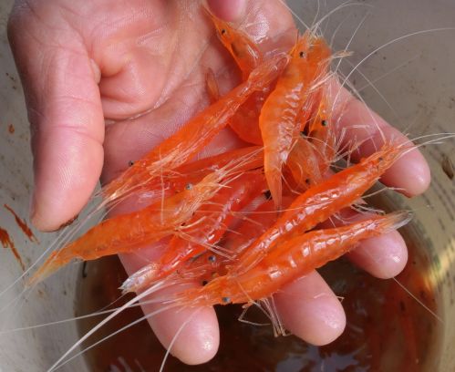 脊尾白蝦&ldquo;科蘇紅1號&rdquo;1