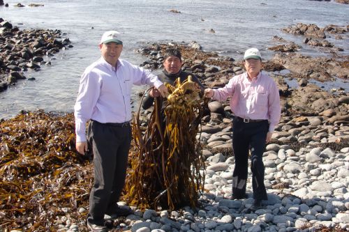 智利海藻資源開發基地