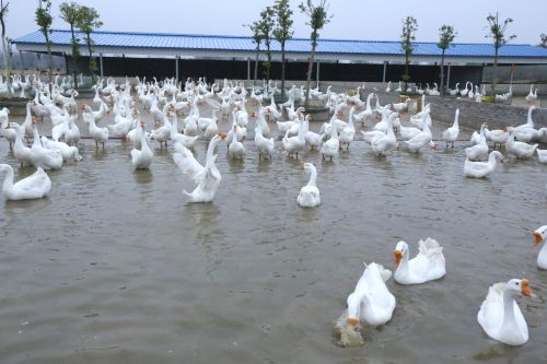 &ldquo;世界珍禽&rdquo;皖西白鵝