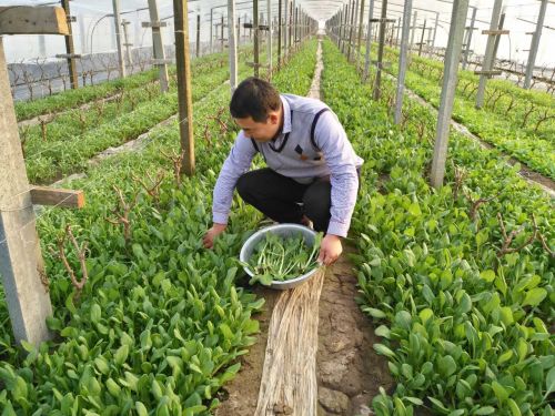 華盛綠能標準化種植的蔬菜