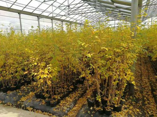 華盛綠能園區(qū)白樺苗長勢喜人