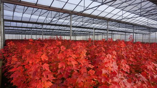 華盛綠能園區(qū)彩葉喬木一片&ldquo;紅火&rdquo;