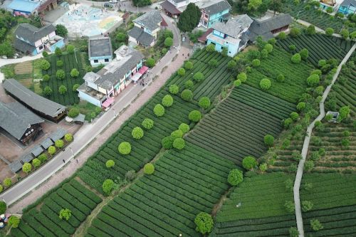 貴州省湄潭縣金花村的茶園（2018年4月12日無人機拍攝）。新華社記者 歐東衢 攝