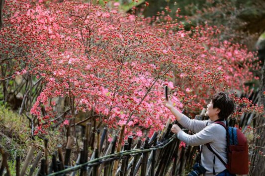 春日踏青正當(dāng)時(shí)！大珠山萬(wàn)畝杜鵑即將進(jìn)入賞花期！