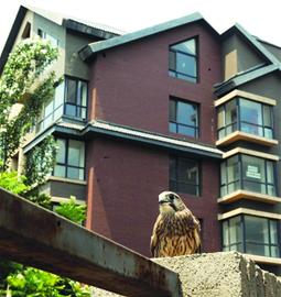 交房后房屋保修讓業主心煩 物業并非全盤'埋單'