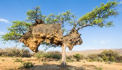 世界最大鳥巢壓垮樹干：重近1噸 有100個隔間(圖)
