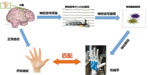 我国首次用人的意念控制机械手