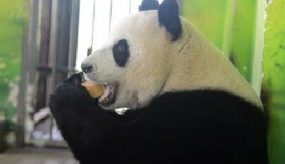 蘇州大熊貓啃“月餅”過中秋 
