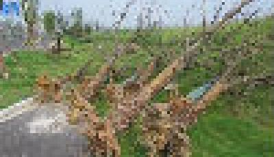 南京青奧會前“突擊栽樹” 現枯死被連根刨