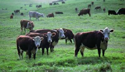 地產(chǎn)巨頭搶食乳業(yè)市場(chǎng) 大康牧業(yè)23億海外購(gòu)牧場(chǎng)