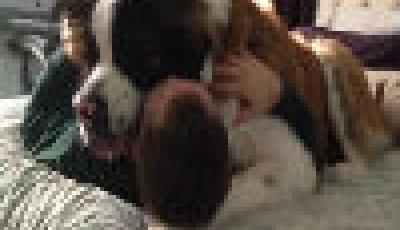 73公斤重狗狗見主人太激動 將其按床上猛親