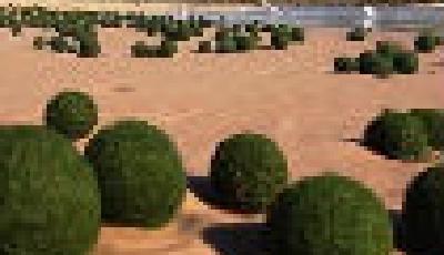 悉尼海灘現(xiàn)大量“來自星星的蛋” 實為海藻