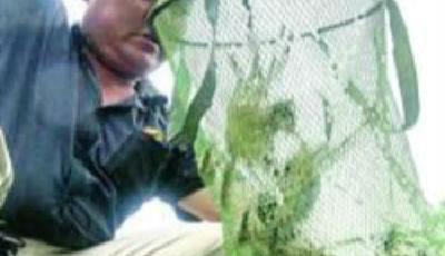 陽澄湖大閘蟹出水價12年首降 半數蟹老板或虧本