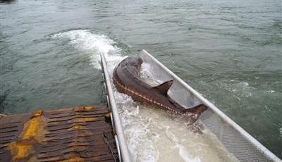 中華鱘在葛洲壩建成32年后由1萬余尾銳減至57尾 