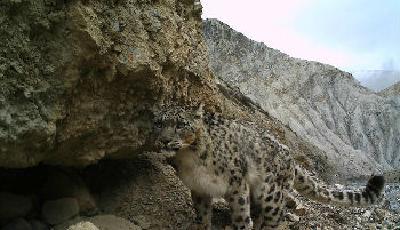 珠峰自然保護區首次拍到野外雪豹