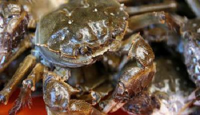 陽澄湖大閘蟹受反腐影響11年來價格首降
