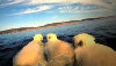 北極熊母親伴幼崽海中同游 跟隨照看盡顯母愛