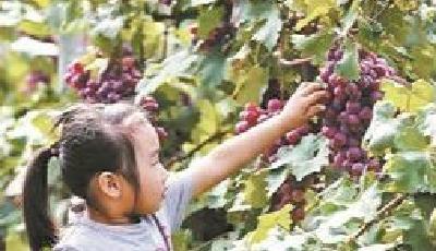 北京105歲葡萄樹每顆葡萄10元 網友:人參果