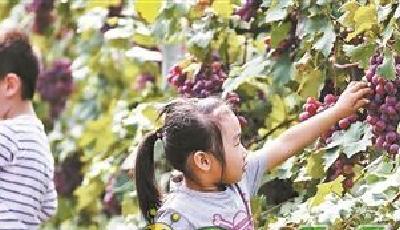 你吃不起的天價葡萄 百歲葡萄樹每顆賣10元