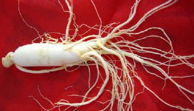 人參價格半年漲超30%：資本炒作藥企囤貨