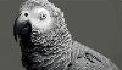 鸚鵡學(xué)舌：丟失4年口音大變 英倫風(fēng)變西班牙