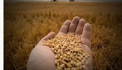 農業部官員：轉基因產業化沒有利益集團來控制