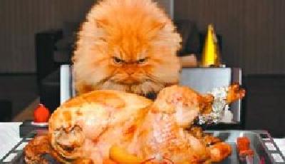 土耳其“怒顏”加菲貓因面容猙獰走紅(圖)