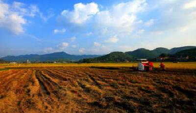 農村土地實行“三權分置”嚴禁土地流轉 “非農化”