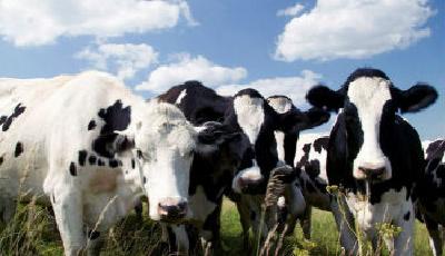 最低1.5元/公斤：鮮奶收購價為何比水還便宜？