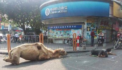 駱駝四肢被砍成乞討工具 殘忍度讓人唏噓