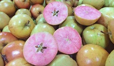 蘋果有“驚喜” 英國超市蘋果果肉為粉色