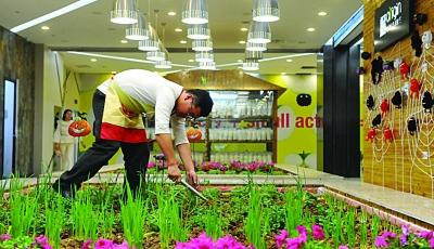 南京一餐廳旁建小型"農(nóng)場" 養(yǎng)香豬種蔬菜