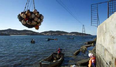 獐子島"疑案"追蹤：村民不知扇貝為何絕收