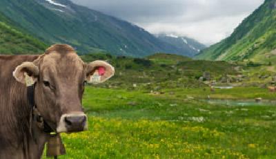 中國將簽協議 每年從澳大利亞進口100萬頭牛