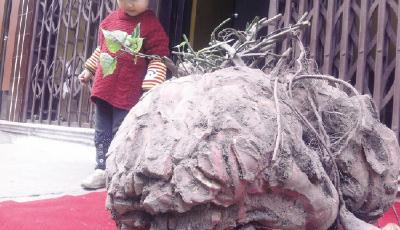 你見過嗎 浙江一男子挖出106斤“超級番薯”