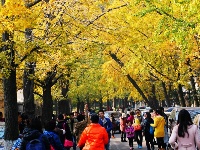 高清組圖：八大關(guān)迎來最美季節(jié) 游人如織