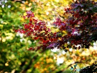 高清組圖：八大關(guān)迎來最美季節(jié) 游人如織