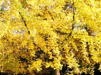 高清組圖：八大關(guān)迎來最美季節(jié) 游人如織